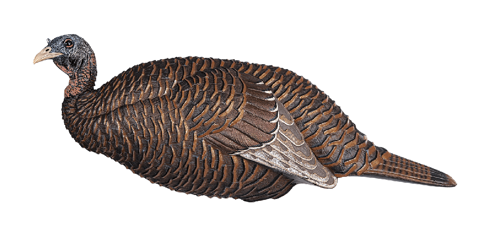 FLEXTONE FLX-FLXDY331 THUNDER CHICK BREEDER