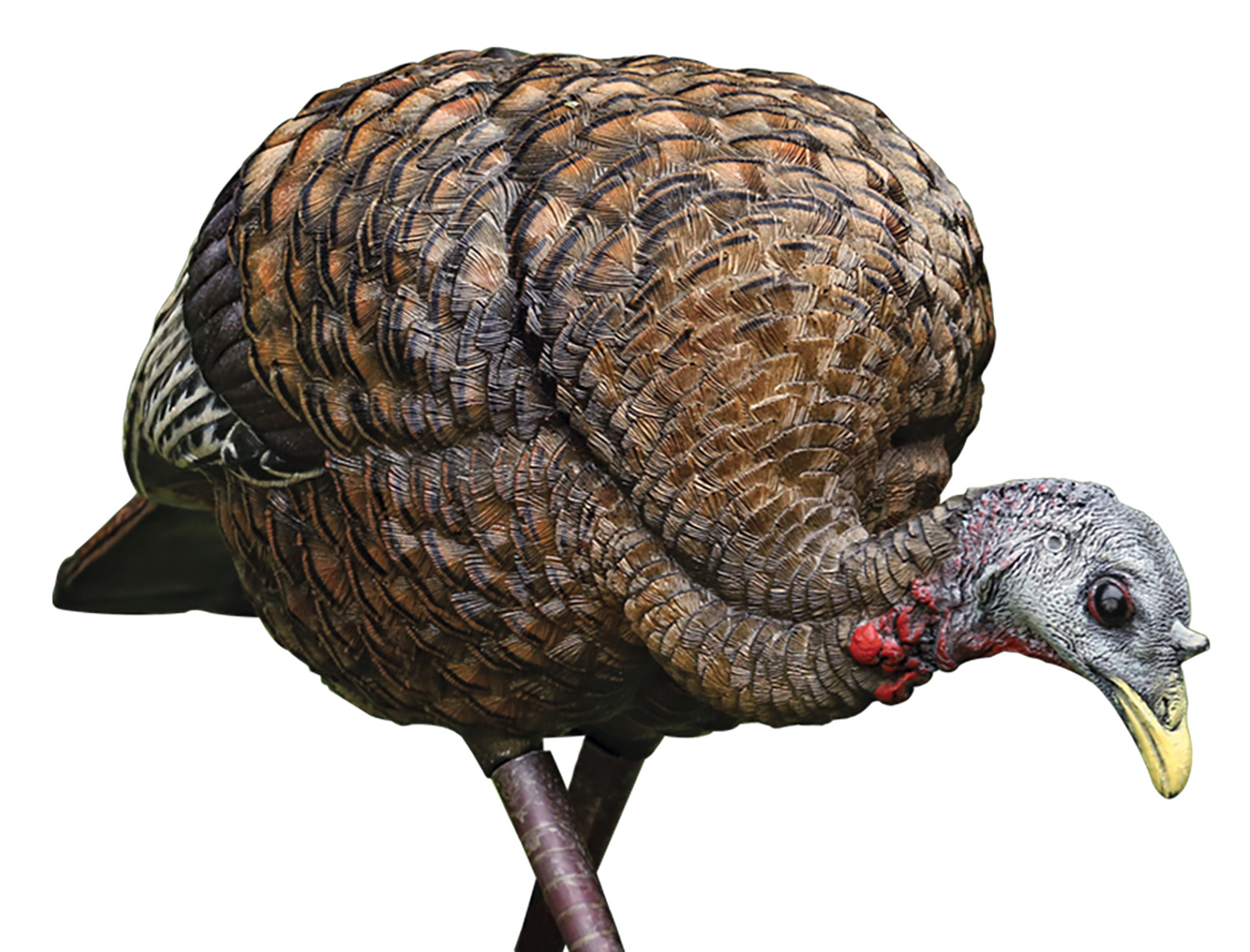 Avian-X LCD Feeder Hen Turkey Decoy - Lifelike Collapsible Decoy for Gobblers