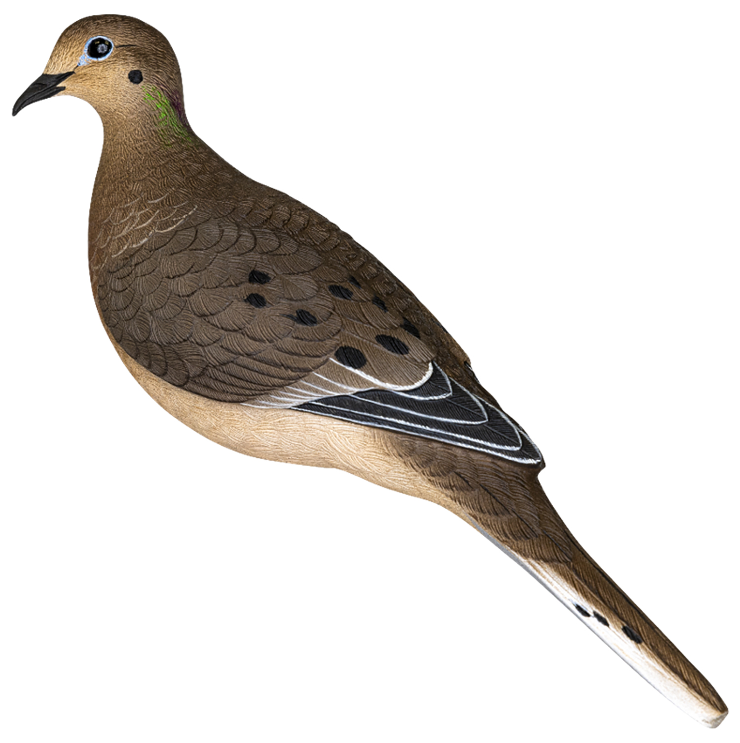 AvianX AVX-DOVE-6PK AXP Full Body Dove Decoys 6 Pack, Realistic Design